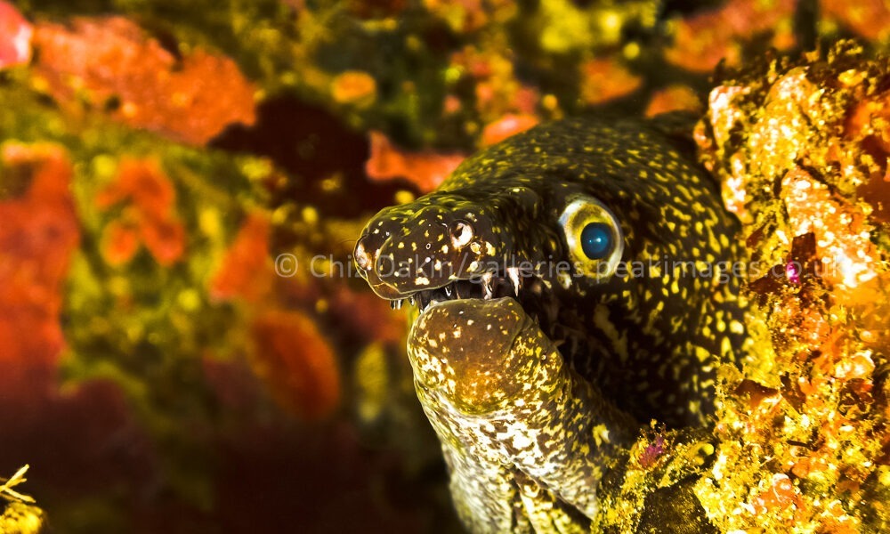 Image of a mosaic moray eel underwater