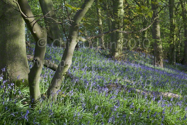 Derbyshire Bluebells