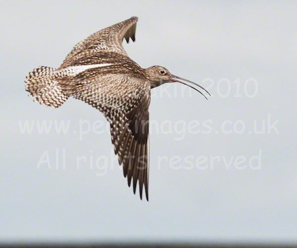 Close-up of low-flying Curlew with moorland edges behind, in the Derbyshire