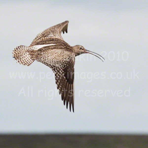 Close-up of low-flying Curlew with moorland edges behind, in the Derbyshire