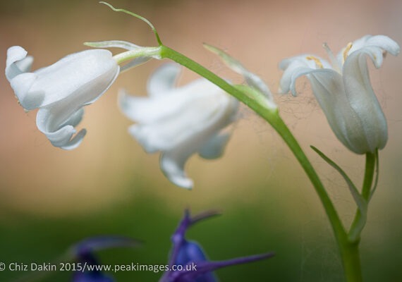 Whitebells - no they haven't just faded in the sun, they're a real variant of bluebells!